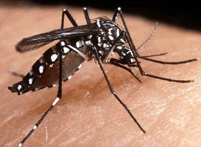 http://www.vesoloski.eti.br/blog/uploaded_images/Mosquito_da_dengue_Aedes_Aegypt-776999.jpg